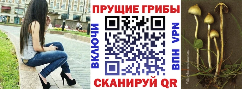Купить закладки  Балахна  Галлюциногенные грибы Psilocybe 